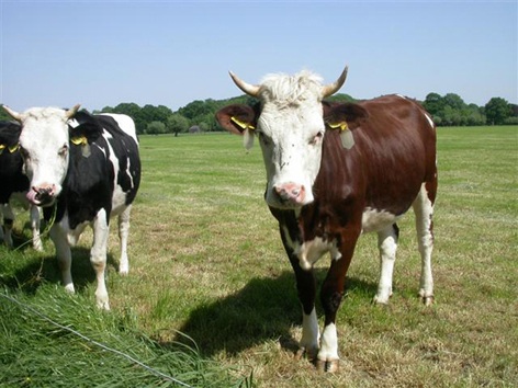 Koeien op Amelisweerd